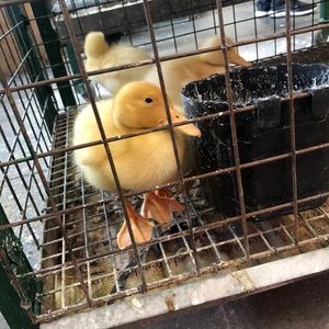 Meet your Posher, Destiny